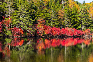 日本の風景・秋　長野県佐久穂町　北八ヶ岳　紅葉の白駒の池