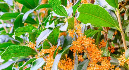 キンモクセイの花