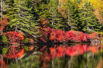 日本の風景・秋　長野県佐久穂町　北八ヶ岳　紅葉の白駒の池