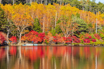日本の風景・秋　長野県佐久穂町　北八ヶ岳　紅葉の白駒の池