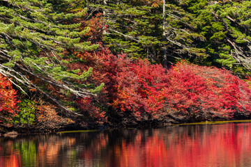 日本の風景・秋　長野県佐久穂町　北八ヶ岳　紅葉の白駒の池
