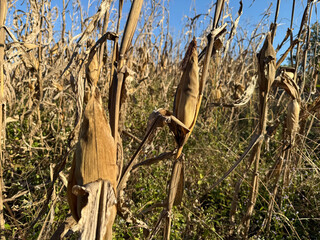 Dried corn cob on a stalk in a harvested field, showing rural agriculture, crop maturity, and the natural cycle of farming after harvest