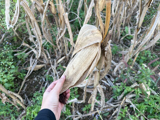 Dried corn cob on a stalk in a harvested field, showing rural agriculture, crop maturity, and the natural cycle of farming after harvest