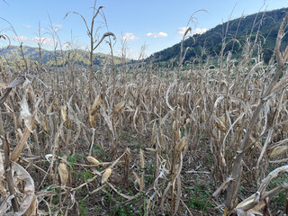 Dried corn cob on a stalk in a harvested field, showing rural agriculture, crop maturity, and the natural cycle of farming after harvest