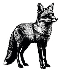 Fototapeta premium Hand drawn line art illustration of a fox depicting standing alertly for animal themed designs