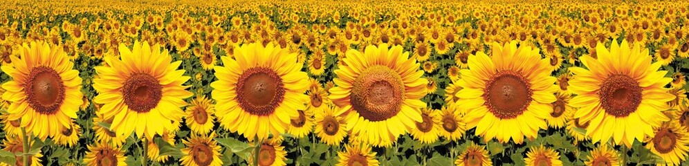 Obraz premium Wide panoramic view of a blooming sunflower field in summer sunshine
