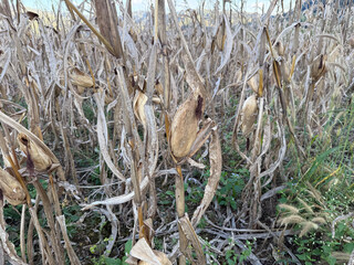Dried corn cob on a stalk in a harvested field, showing rural agriculture, crop maturity, and the natural cycle of farming after harvest