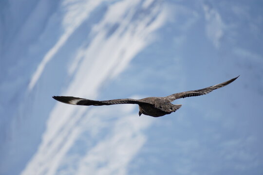 Brown bird flying away with widely spread wings, brown skua