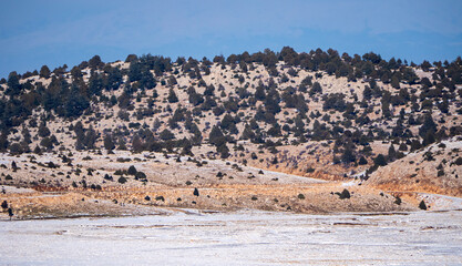 Panoramic snowy landscape featuring a mountain range with many evergreen trees and a clear horizon...