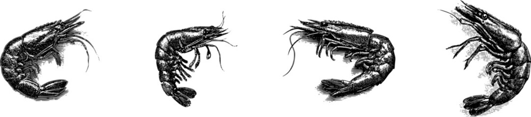 Vintage Shrimp Engraving Black transparent vector Art Detailed Illustration
