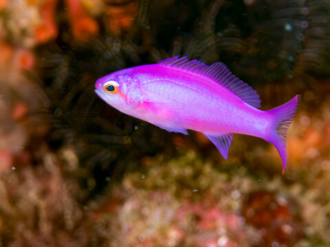 ハナゴイ,
キンギョハナダイ,
ソラスズメダイ,
タカサゴスズメダイ,
英名学名：
Purple queen, Amethyst anthias, Pseudanthias pascalus, 
Sea Goldie, Pseudanthias squamipinnis, 
Heavenly Damselfish, Pomacentrus coelestis,
幼魚yg,
他。ヒリゾ浜南伊豆町中木