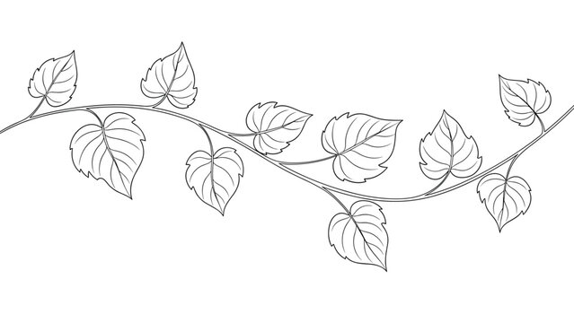 Elegant black and white line drawing of a climbing vine with heart shaped leaves on a white background for decorative botanical design.