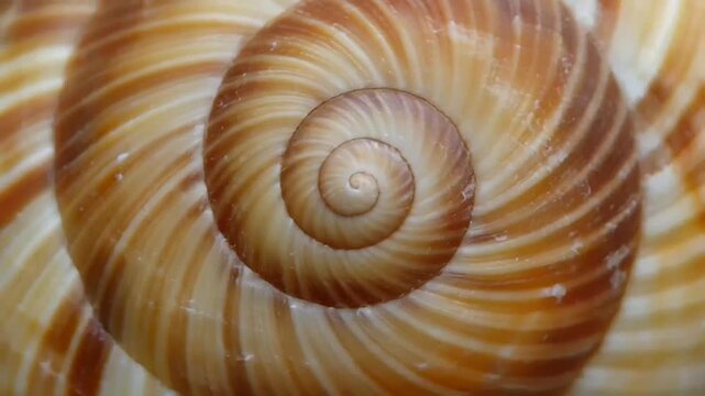Closeup of a spiral snail shell.
