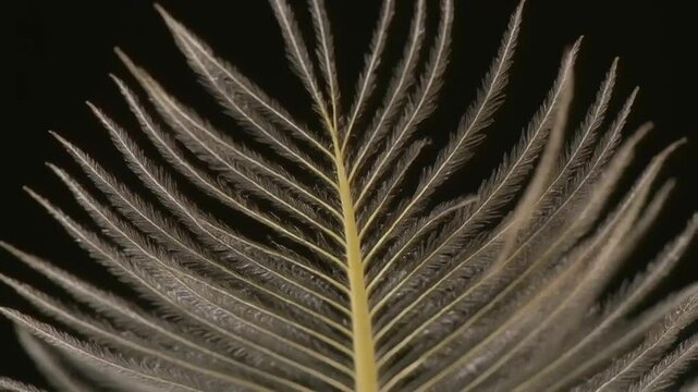 Delicate feathery plant seed head in macro detail.