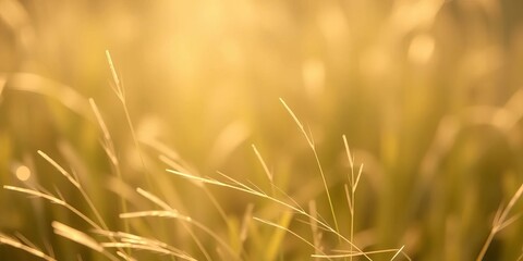 Fototapeta premium Subtle fibers visible in soft, natural light; slight grain evident, soft, macro