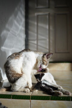 Adorable mother cat interacting playfully with her kitten, showing tenderness, protection, and natural bonding in a peaceful domestic setting.