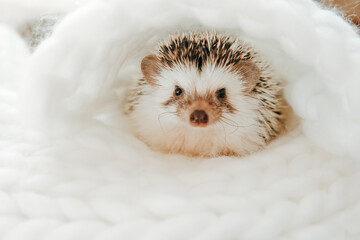 domestic hedgehog sitting in soft white nest. Concept of pet care, comfort and cozy home environment.