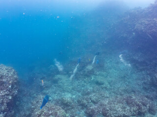 Obraz premium アオブダイ, ヒブダイ, 英名学名： Knobsnout Parrotfish, Scarus ovifrons, Blue-barred parrotfish, Scarus ghobban, 死んだサンゴについた海藻が好物で、サンゴごとばりばりと食べる。 砕かれたサンゴは排泄物として噴出される。写真に写っている白い煙上のものがそう。 これがサンゴ礁の美しい白砂のビーチを構成。他。ヒリゾ浜南伊豆