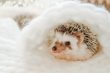 A cute domestic hedgehog lounging in soft white bedding with its tongue playfully sticking out. Adorable pet animal in cozy home setting.