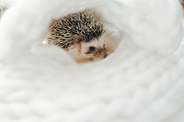 Domestic hedgehog resting in soft white bedding. Small pet animal in cozy environment with copy space and gentle light.