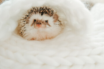  hedgehog rests comfortably in a soft, white nest.. Concept of pet care, comfort and cozy home environment.
