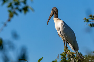 Wood stork ( Mycteria americana)