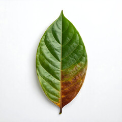 Leaf