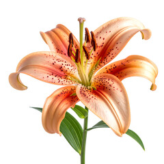 Lily bloom
