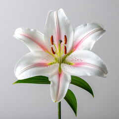 Lily bloom