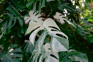 Variegated Monstera deliciosa with large split leaves showing white and green patterns in tropical garden foliage, exotic houseplant texture and nature detail