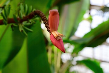 Close up of Musa manni flower with pink bracts and stamens in tropical India. Rare wild banana species showing botanical structure and exotic form.