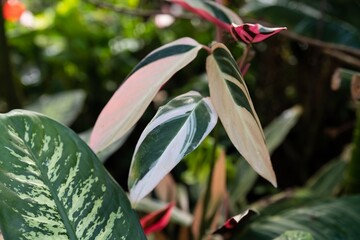 Obraz premium Variegated Stromanthe sanguinea Triostar leaves with green cream and pink tones creating an elegant tropical foliage background for botanical design and nature concepts
