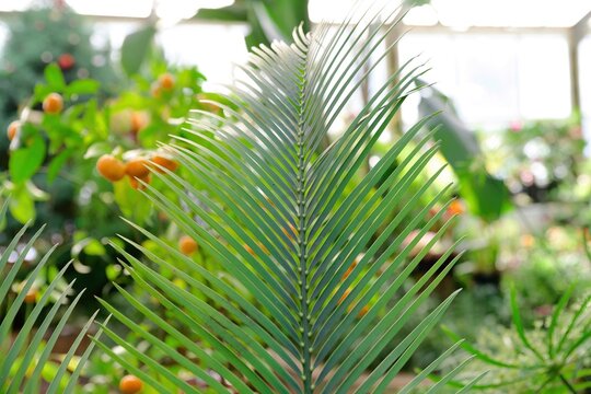 Green frond of Macrozamia macdonnellii cycad growing in a botanical garden. Ancient tropical plant with symmetrical leaves and lush background.