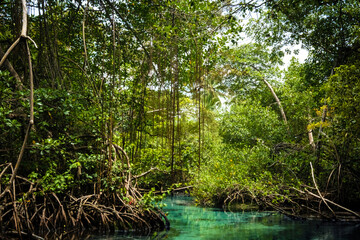 Naklejka premium Tropical mangrove forest and blue river on a sunny day.