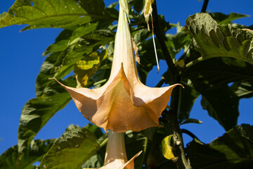 Dramatic angel trumpet flower hanging amidst lush green foliage against a vibrant blue sky, showcasing nature's beauty in a tropical garden setting