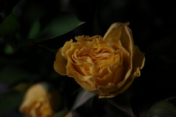 Wide variety of different types of floral images, 