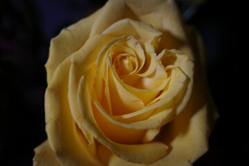 Wide variety of different types of floral images, 