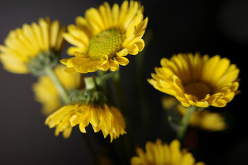 Wide variety of different types of floral images, 