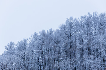 冬のカラマツの森