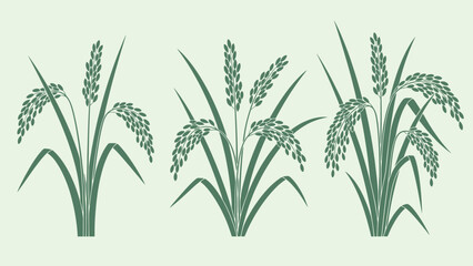 Three illustrations of rice plants with varying grain maturity. © Abhinaya Project