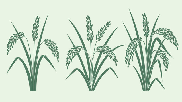 Three illustrations of rice plants with varying grain maturity.