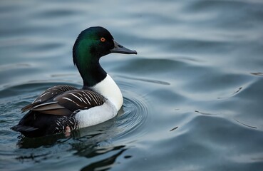 Obraz premium Male eider duck floats on calm blue water. This wild bird has striking green head and white body plumage. Its orange eye is visible, dark beak sharp. Feather details are clear.
