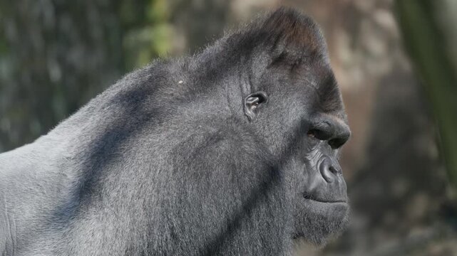 Close-up profile of silverback gorilla looking around