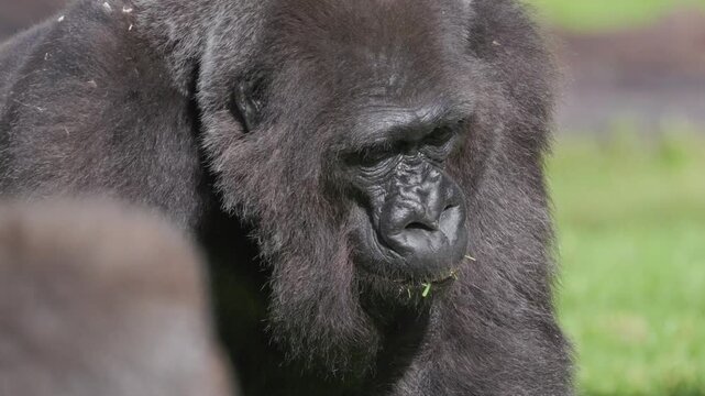 Close-up of silverback gorilla eating grass