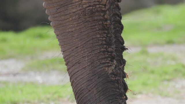 Elephant trunk eating grass in nature
