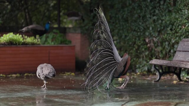 Male peacock performing courtship dance for peahen