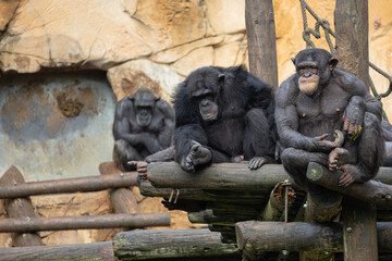Chimpanzees resting and eating on wooden platform