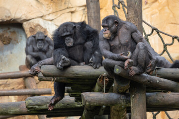 Chimpanzees resting on a wooden structure watching