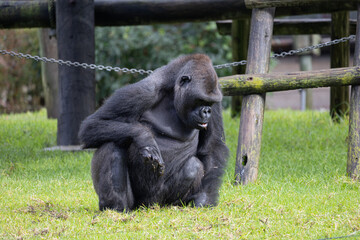 Western lowland gorilla sitting on green grass enclosure