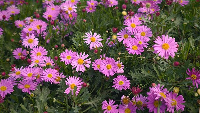 pink daisies in the garden, closeup of photo - Powered by Adobe